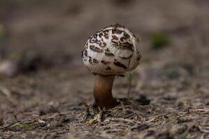 wild brown and white mushroom photo