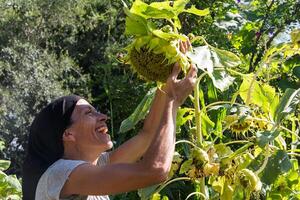 rural trabajando mujer con el seco girasoles, ya maduro a cosecha foto