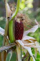 cob of red strawberry corn on the plant photo