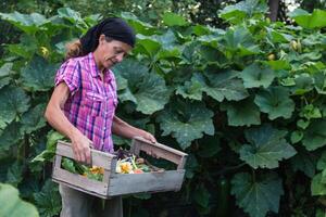 rural woman with the harvest of vegetables from the organic garden in a wooden crate photo