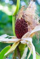 cob of red strawberry corn on the plant photo