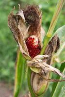 mazorca de rojo fresa maíz en el planta foto