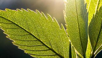 a close up of a leaf with sunlight shining through photo