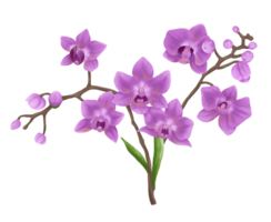 viola orchidea pittura illustrazione png