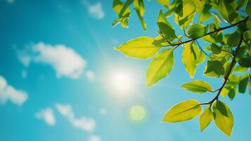 Tree branch with leaves in front of blue sunny sky Summer background with copy space, photo