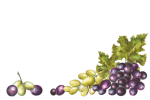 Watercolor illustration of a bunch of red and white grapes with leaves.Hand drawn grapes. png