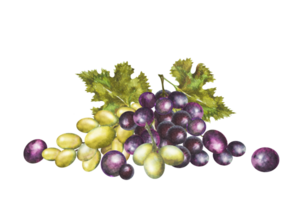 Watercolor illustration of a bunch of red and white grapes with leaves.Hand drawn grapes. png