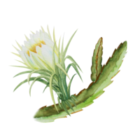 botanisk illustration av Pitaya blommor. vattenfärg botanisk teckning av exotisk blommor av drake frukt eller pitahaya. png