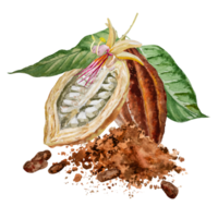 Watercolor illustration of chocolate, cocoa ingredients with cocoa beans, fresh cocoa pods and cocoa mass. png