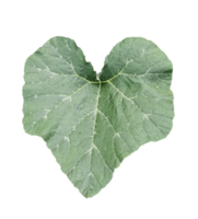 a heart shaped green pumpkin leaf on a transparent background, leaves of a pumpkin png