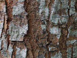 árbol ladrar textura o antecedentes foto