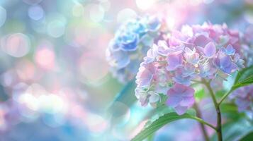 hortensia flores suave pastel antecedentes. bokeh efecto. Copiar espacio. foto