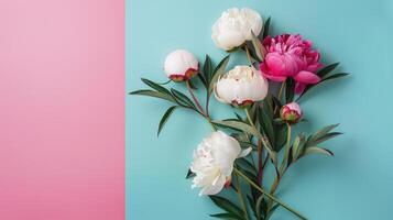 hermosa peonías en azul y rosado antecedentes. plano laico con espacio para texto. un tarjeta para Pascua de Resurrección, De las mujeres día, de la madre día, San Valentín día, cumpleaños. foto