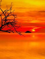 beautiful sunset orange sky and tree branches at the sea background photo