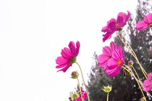 pink cosmos flower blossom on field. Beautiful growing and flowers on white background photo