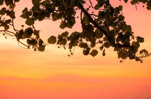 Orange sky and light sun of tree leaf branches Sky background on sunset photo