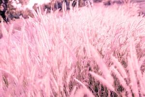 Soft focus,Nature blur pink grass flowers background. photo