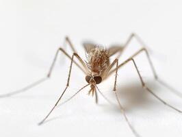 Mosquito isolated on white background with close-up detail photo