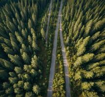 pine tree in the forest photo