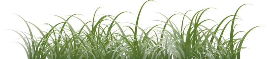 herbe clipart transparent Contexte png