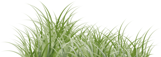 herbe clipart transparent Contexte png