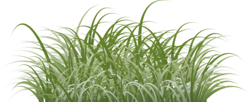 gras clip art transparant achtergrond png
