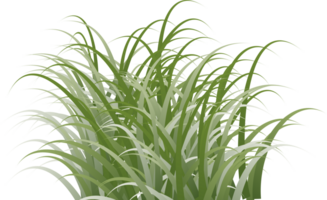 gräs ClipArt transparent bakgrund png
