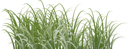 gräs ClipArt transparent bakgrund png