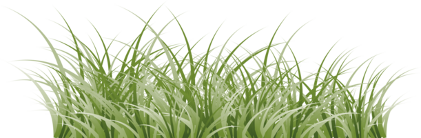 grass clipart transparent background png