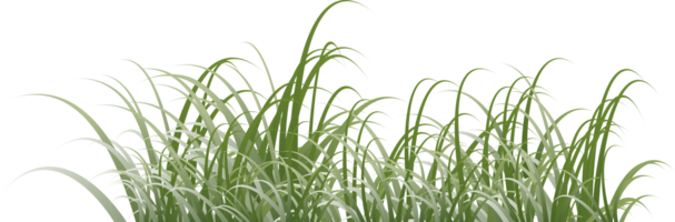 Gras Clip Art transparent Hintergrund png