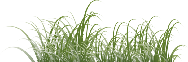 herbe clipart transparent Contexte png