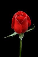 red roses on black background photo