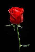 red roses on black background photo