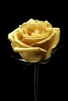 yellow roses on black background photo