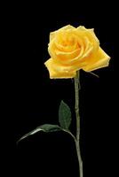 yellow roses on black background photo