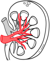 Illustration von Mensch Niere Anatomie erstellt durch schwarz und rot Linie png