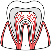 illustrazione di umano dente anatomia creato di nero e rosso linea png