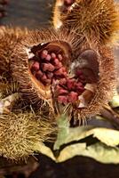 Urucum, Brazilian spice of indigenous origin used in Brazilian cuisine photo