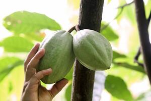 cacao cosecha en Belem hacer paraca, Brasil foto