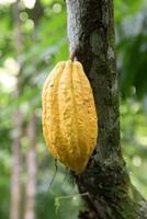 cacao cosecha en Belem hacer paraca, Brasil foto