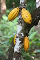 cocoa harvest in Belem do Para, Brazil photo