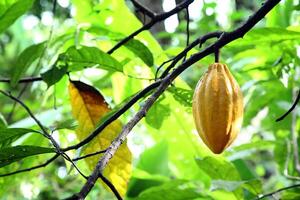 cocoa harvest in Belem do Para, Brazil photo