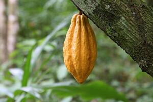 cocoa harvest in Belem do Para, Brazil photo