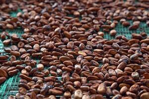 cocoa harvest in Belem do Para, Brazil photo