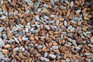 cocoa harvest in Belem do Para, Brazil photo