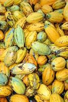 cocoa harvest in Belem do Para, Brazil photo