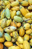 cocoa harvest in Belem do Para, Brazil photo