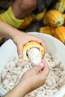 cocoa harvest in Belem do Para, Brazil photo