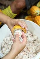 cacao cosecha en Belem hacer paraca, Brasil foto