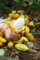 cacao cosecha en Belem hacer paraca, Brasil foto